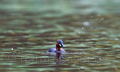 BB 09 0120 / Tachybaptus ruficollis / Dvergdykker